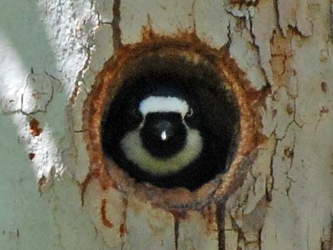 Acorn Woodpecker (Melanerpes formicivorus)