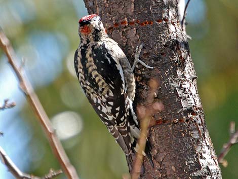 Red-naped Sapsucker (Sphyrapicus nuchalis)