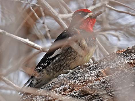 Red-naped Sapsucker (Sphyrapicus nuchalis)