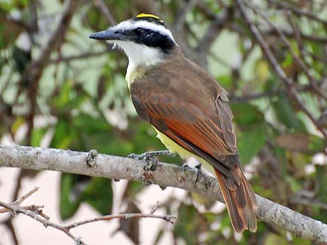 Great Kiskadee (Pitangus sulphuratus)