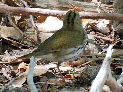 Ovenbird (Seiurus aurocapillus)