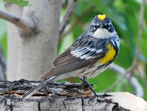 Myrtle Yellow-rumped Warbler (Dendroica coronata coronata)