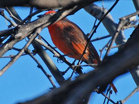 Hepatic Tanager (Piranga flava)