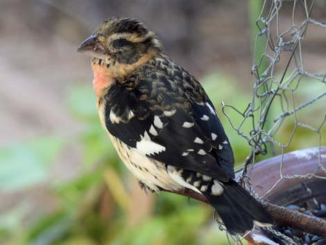 Rose-breasted Grosbeak (Pheucticus ludovicianus)