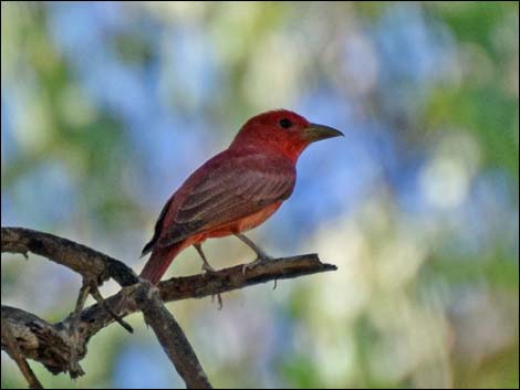 Summer Tanager (Piranga rubra)