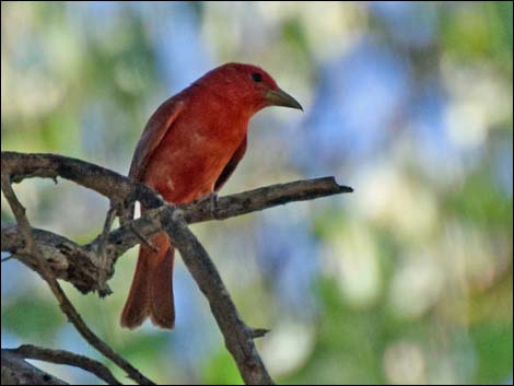 Summer Tanager (Piranga rubra)