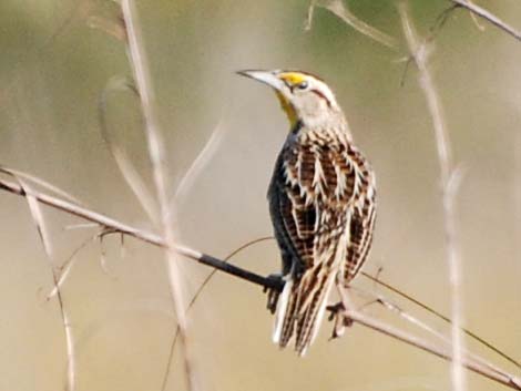 Eastern Meadowlark (Sturnella magna)