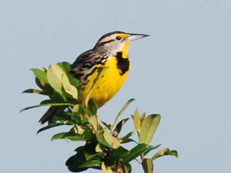 Eastern Meadowlark (Sturnella magna)