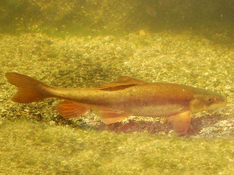 Flannelmouth Sucker (Catostomus latipinnis)