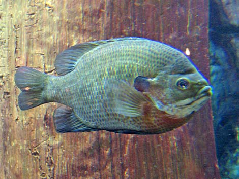 Bluegill (Lepomis macrochirus)