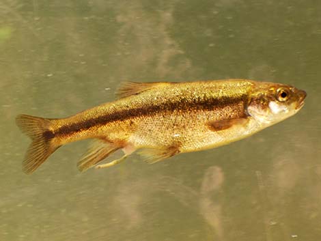 Longfin Dace (Agosia chrysogaster)