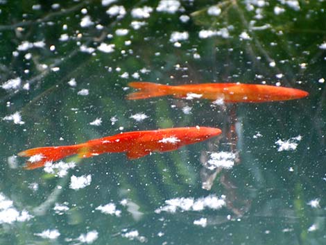 Goldfish (Carassius auratus)