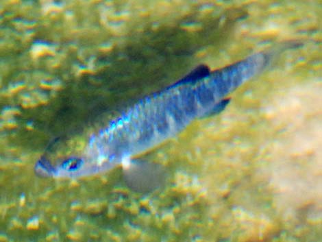 Ash Meadows Amargosa Pupfish (Cyprinodon nevadensis mionectes)