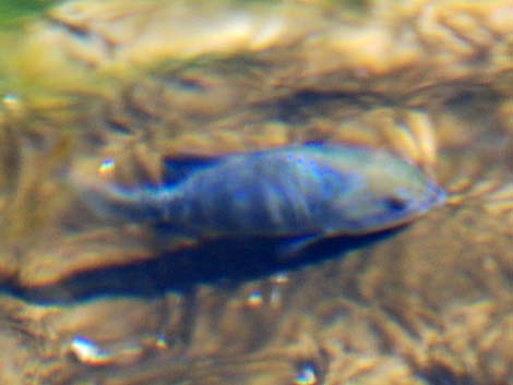 Ash Meadows Amargosa Pupfish (Cyprinodon nevadensis mionectes)