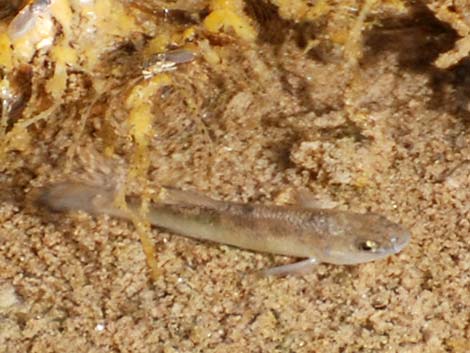 Salt Creek Pupfish (Cyprinodon salinus salinus)