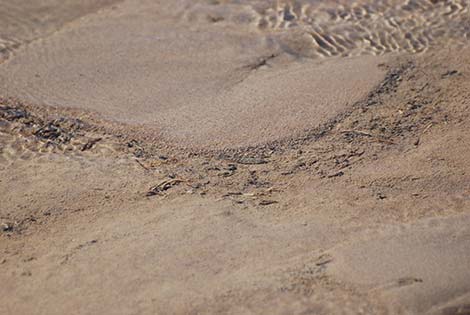 Salt Creek Pupfish (Cyprinodon salinus salinus)