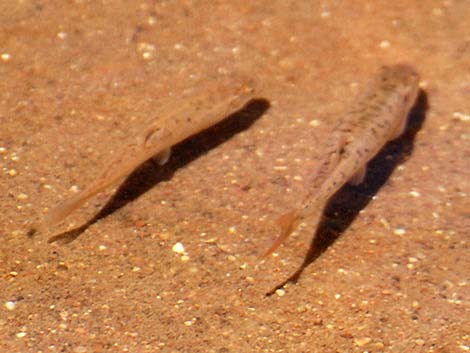 Speckled Dace (Rhinichthys osculus)