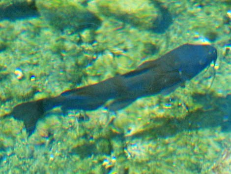 Channel catfish (Ictalurus punctatus)