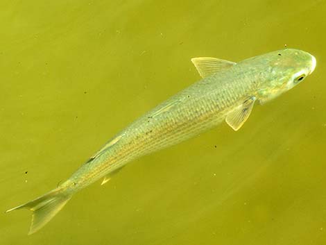 Striped Mullet (Mugil cephalus)