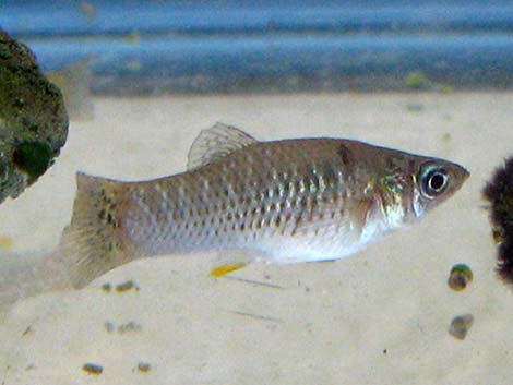 Mosquitofish (Gambusia affinis)