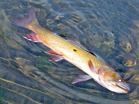 Brook Trout (Salvelinus fontinalis)