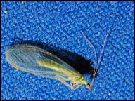 lacewing