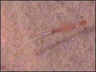 fairy shrimp