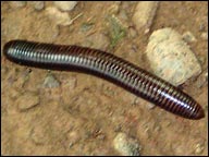 millipedes