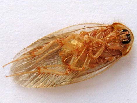 Desert Roach (Arenivaga spp.)