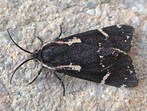 Tiger Moths and Lichen Moths (Family Erebidae, Subfamily Arctiinae)