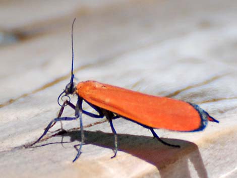 Red Tiger Moth (Lycomorpha fulgens)