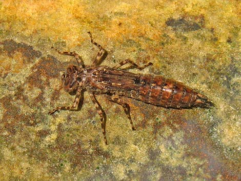 Dragonfly Larvae (Suborder Epiprocta)