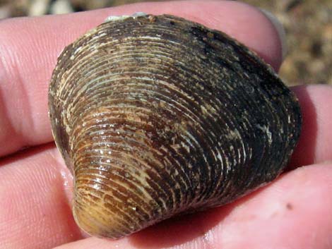 Asian Clam (Corbicula fluminea)