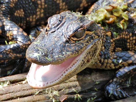 American Alligator (Alligator mississippiensis)