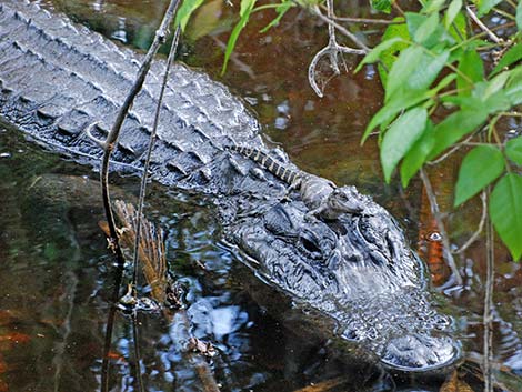 American Alligator (Alligator mississippiensis)