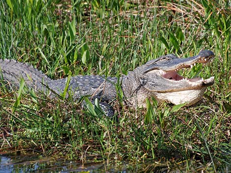 American Alligator (Alligator mississippiensis)