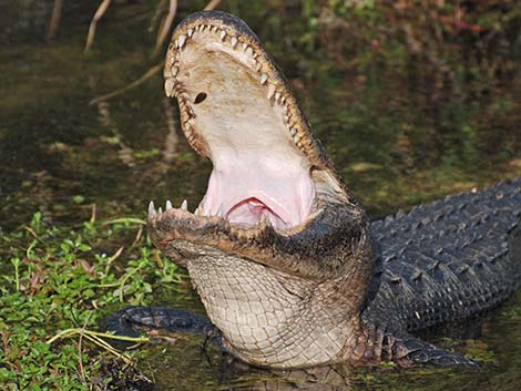 American Alligator (Alligator mississippiensis)