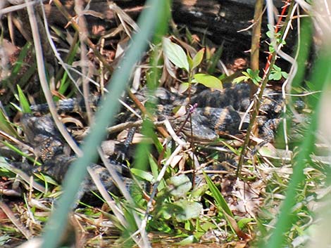 American Alligator (Alligator mississippiensis)