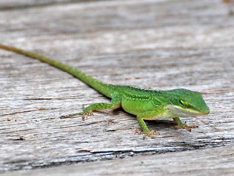 Green Anole (Anolis carolinensis)