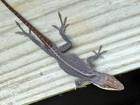 Green Anole (Anolis carolinensis)