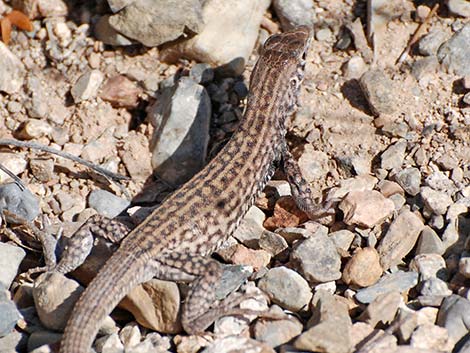 Sonoran Spotted Whiptail (Aspidoscelis sonorae)