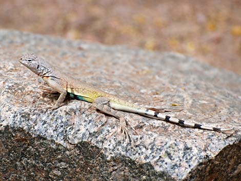 Zebra-tailed Lizard (Callisaurus draconoides)