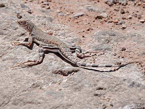 Zebra-tailed Lizard (Callisaurus draconoides)