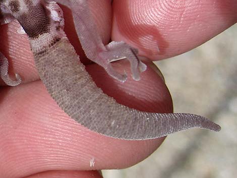 Western Banded Gecko (Coleonyx variegatus)