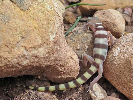 Western Banded Gecko (Coleonyx variegatus)