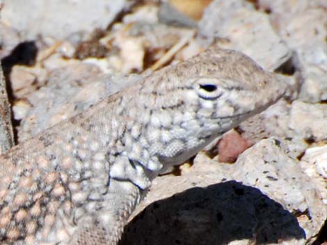 Greater Earless Lizard (Cophosaurus texanus)