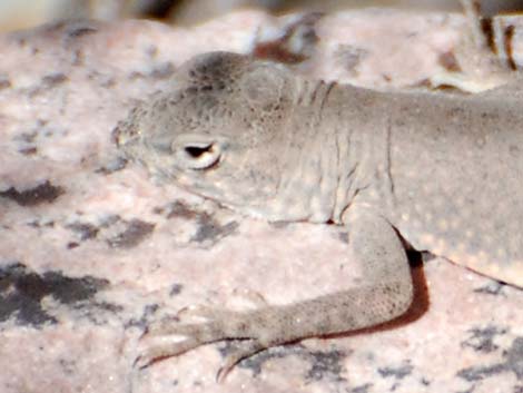 Greater Earless Lizard (Cophosaurus texanus)