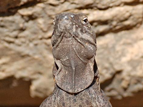 Sonoran Spiny-tailed Iguana (Ctenosaura hemilopha)