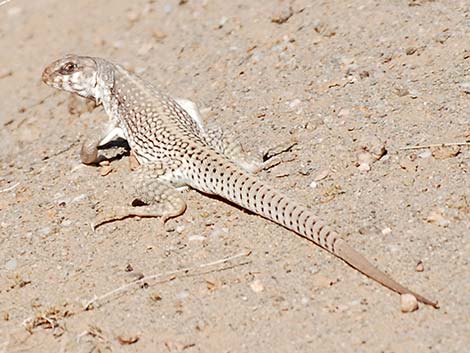 Desert Iguana (Dipsosaurus dorsalis)