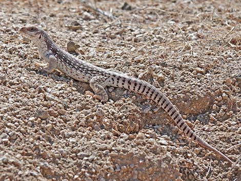 Desert Iguana (Dipsosaurus dorsalis)